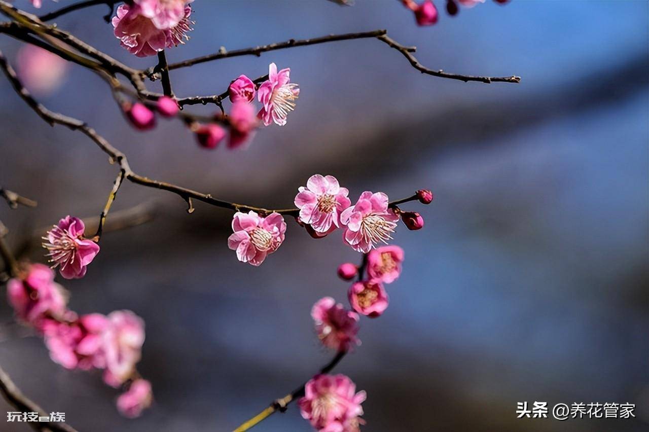 庭院十大吉祥之树图片(庭院种植十种吉祥树富贵自来)-图片4